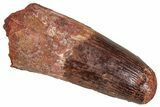 Fossil Spinosaurus Tooth - Feeding Worn Tip #373894-1